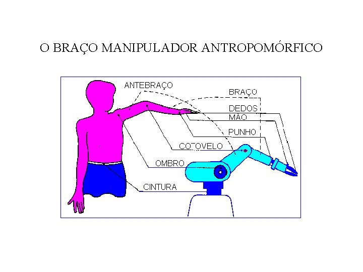 O BRAÇO MANIPULADOR ANTROPOMÓRFICO 