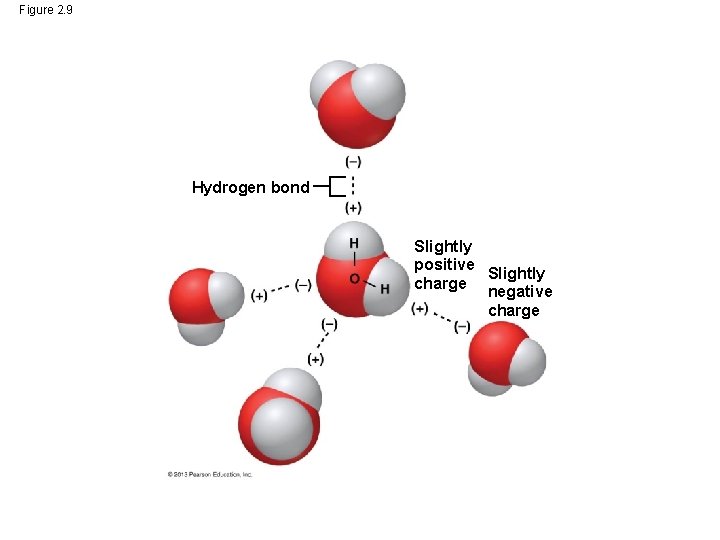 Figure 2. 9 Hydrogen bond Slightly positive Slightly charge negative charge 