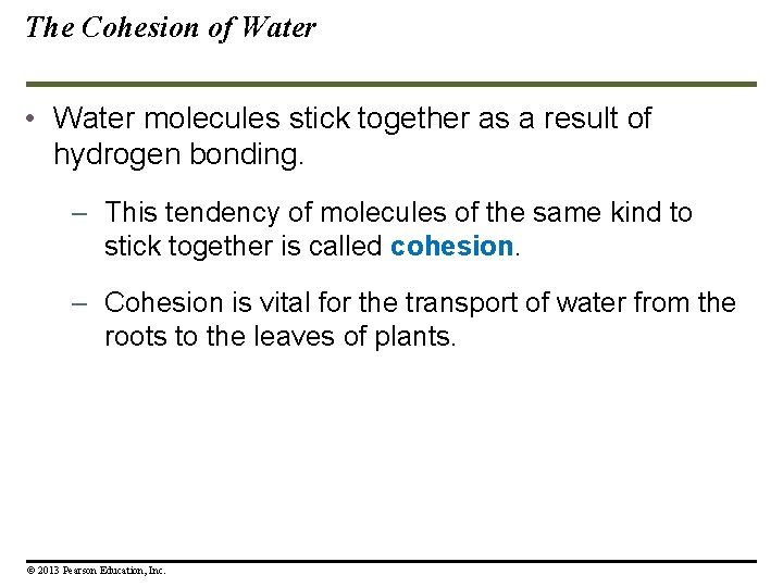 The Cohesion of Water • Water molecules stick together as a result of hydrogen