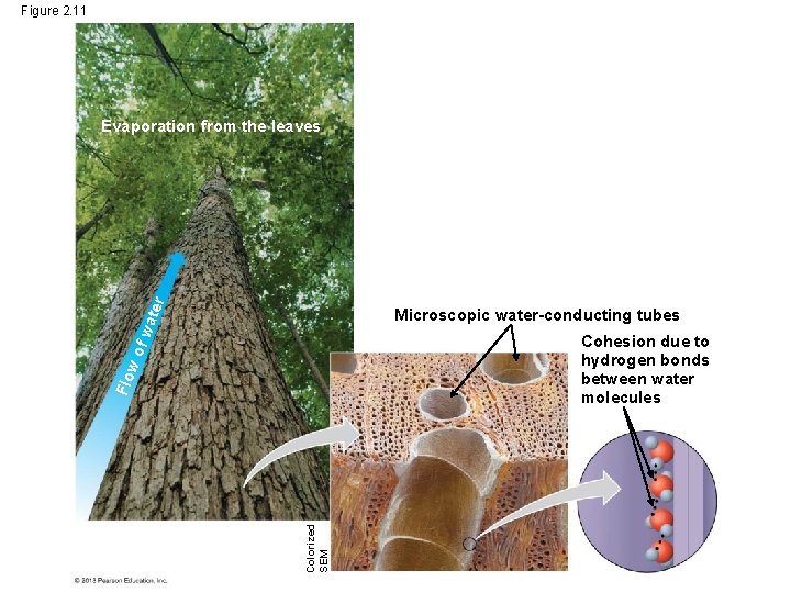 Figure 2. 11 ate r Evaporation from the leaves fw Microscopic water-conducting tubes Colorized