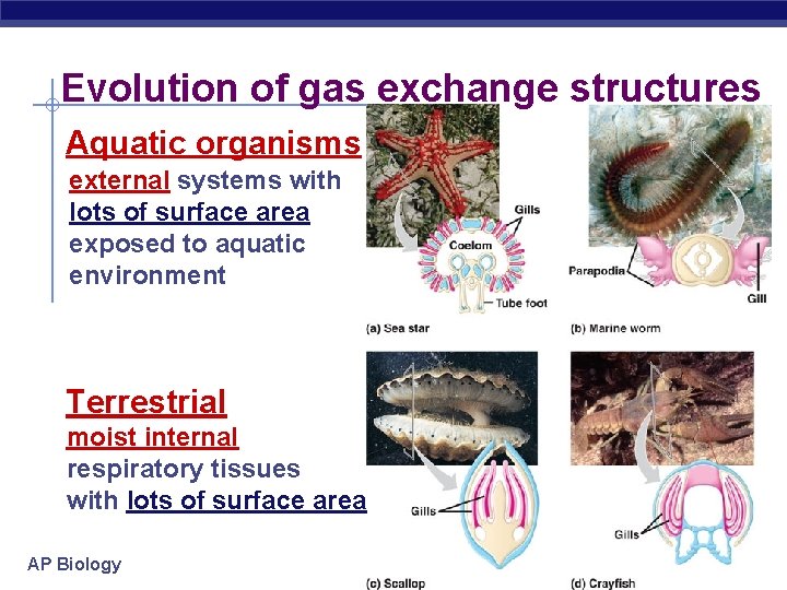 Evolution of gas exchange structures Aquatic organisms external systems with lots of surface area