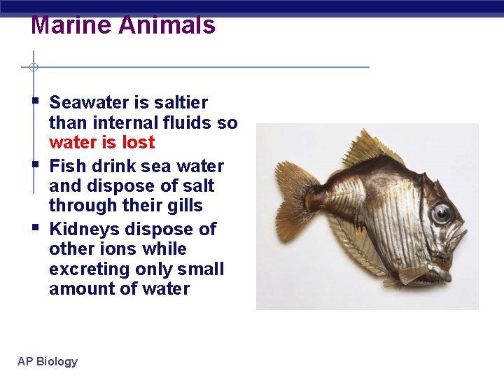 Marine Animals § Seawater is saltier § § than internal fluids so water is