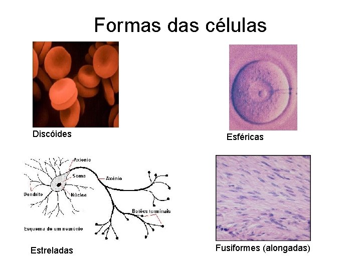 Formas das células Discóides Estreladas Esféricas Fusiformes (alongadas) 