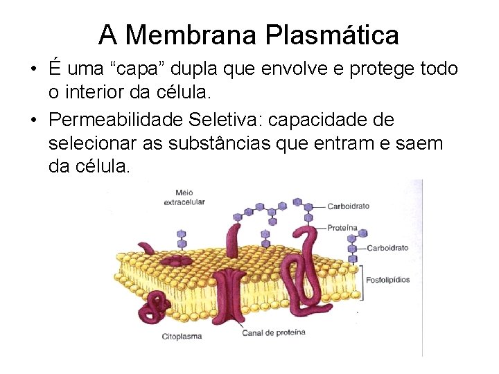 A Membrana Plasmática • É uma “capa” dupla que envolve e protege todo o