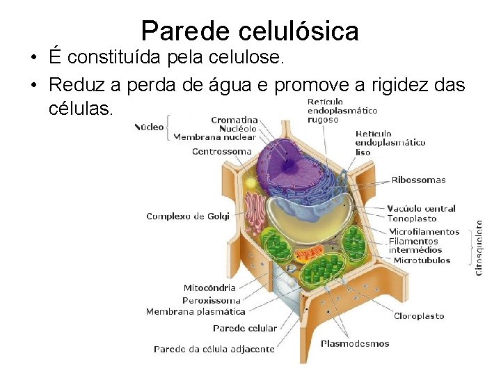 Parede celulósica • É constituída pela celulose. • Reduz a perda de água e