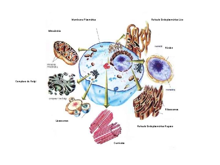 Membrana Plasmática Retículo Endoplasmático Liso Mitocôndria Núcleo Complexo de Golgi Ribossomos Lisossomos Retículo Endoplasmático