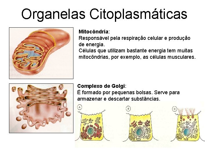 Organelas Citoplasmáticas Mitocôndria: Responsável pela respiração celular e produção de energia. Células que utilizam