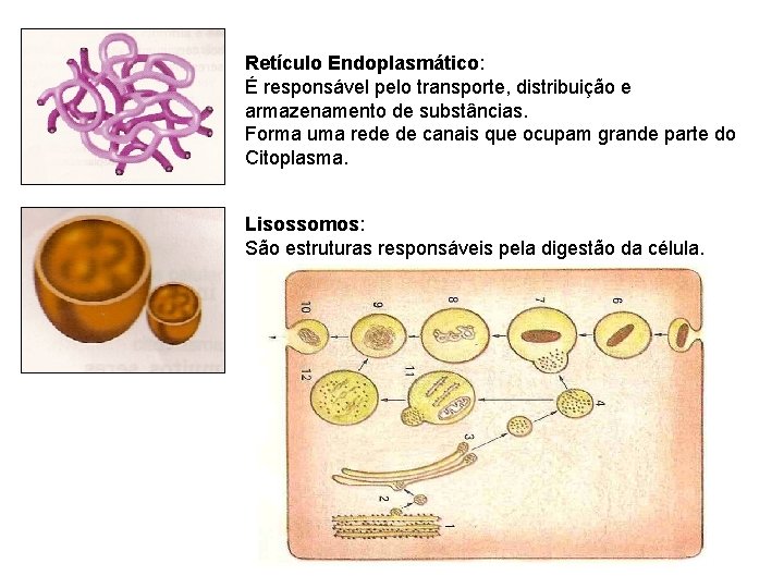 Retículo Endoplasmático: É responsável pelo transporte, distribuição e armazenamento de substâncias. Forma uma rede