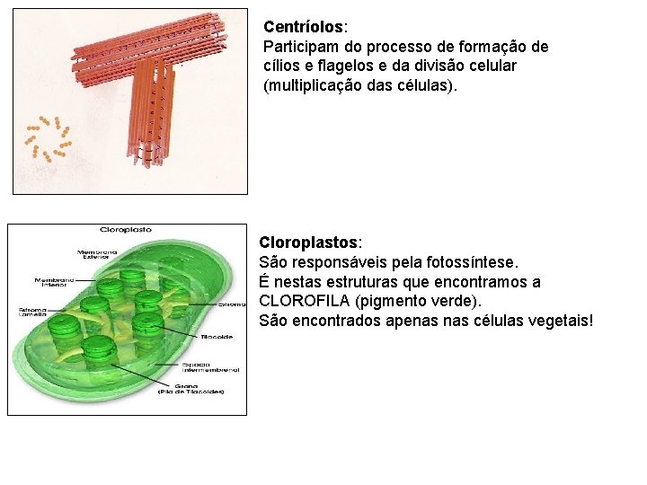 Centríolos: Participam do processo de formação de cílios e flagelos e da divisão celular