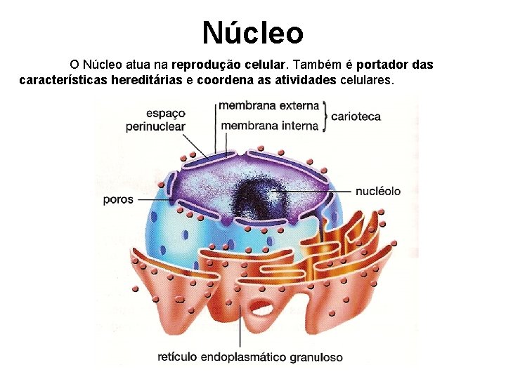 Núcleo O Núcleo atua na reprodução celular. Também é portador das características hereditárias e