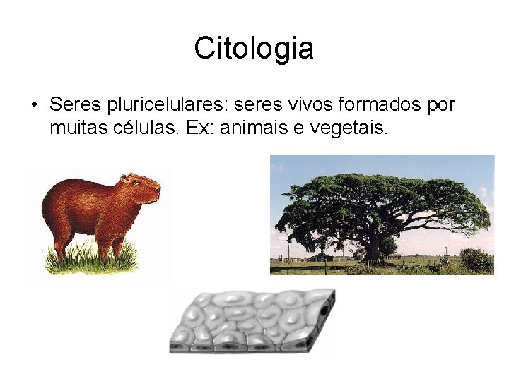 Citologia • Seres pluricelulares: seres vivos formados por muitas células. Ex: animais e vegetais.