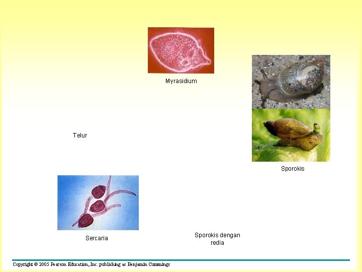 Myrasidium Telur Sporokis Sercaria Copyright © 2005 Pearson Education, Inc. publishing as Benjamin Cummings