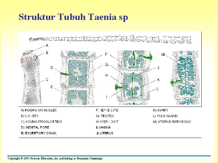 Struktur Tubuh Taenia sp Copyright © 2005 Pearson Education, Inc. publishing as Benjamin Cummings