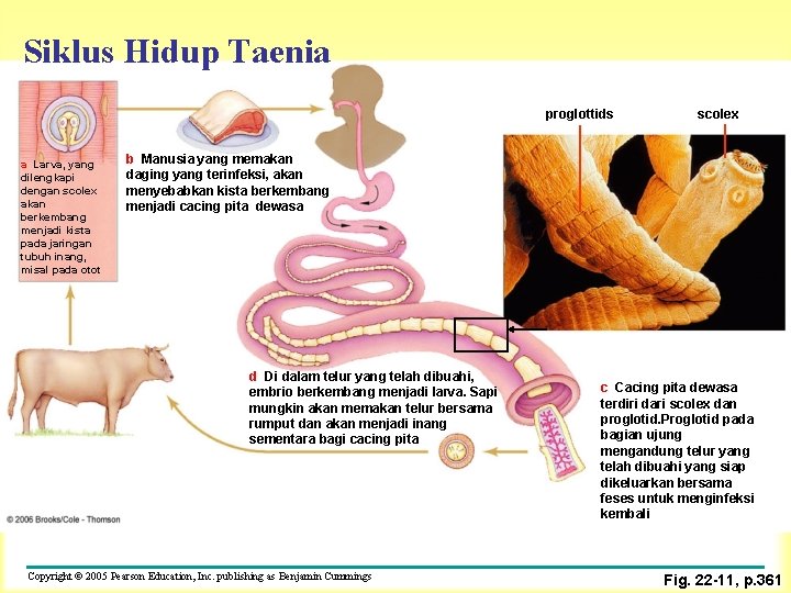 Siklus Hidup Taenia proglottids a Larva, yang dilengkapi dengan scolex akan berkembang menjadi kista