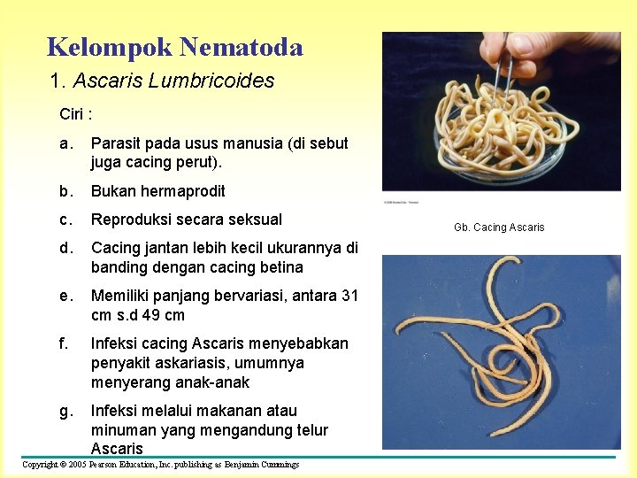 Kelompok Nematoda 1. Ascaris Lumbricoides Ciri : a. Parasit pada usus manusia (di sebut