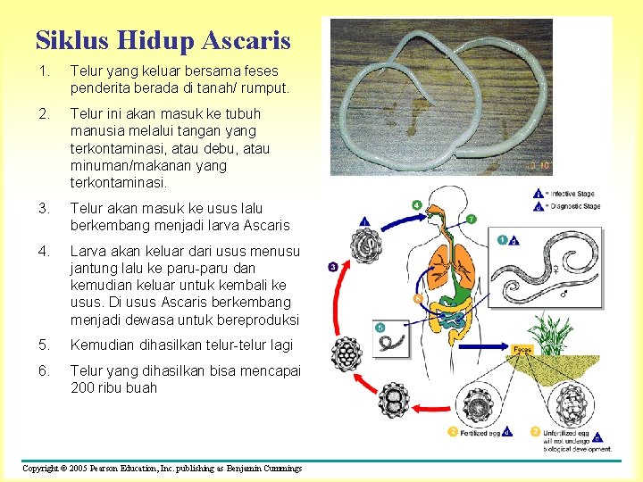 Siklus Hidup Ascaris 1. Telur yang keluar bersama feses penderita berada di tanah/ rumput.