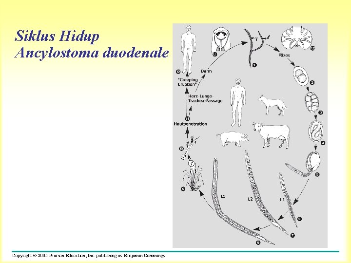 Siklus Hidup Ancylostoma duodenale Copyright © 2005 Pearson Education, Inc. publishing as Benjamin Cummings