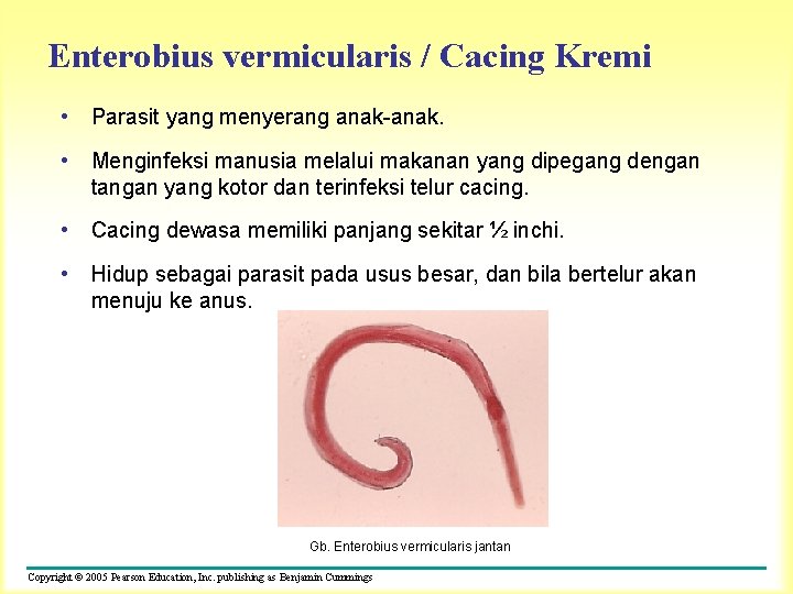 Enterobius vermicularis / Cacing Kremi • Parasit yang menyerang anak-anak. • Menginfeksi manusia melalui
