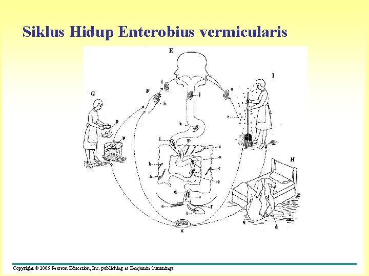 Siklus Hidup Enterobius vermicularis Copyright © 2005 Pearson Education, Inc. publishing as Benjamin Cummings