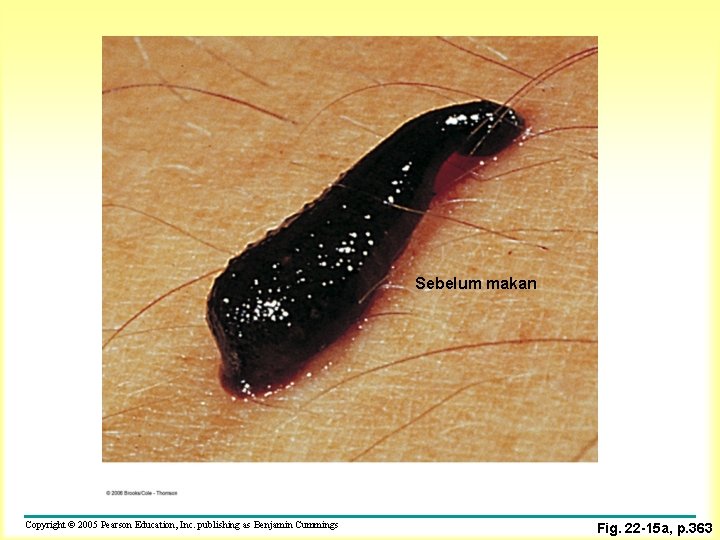 Sebelum makan Copyright © 2005 Pearson Education, Inc. publishing as Benjamin Cummings Fig. 22