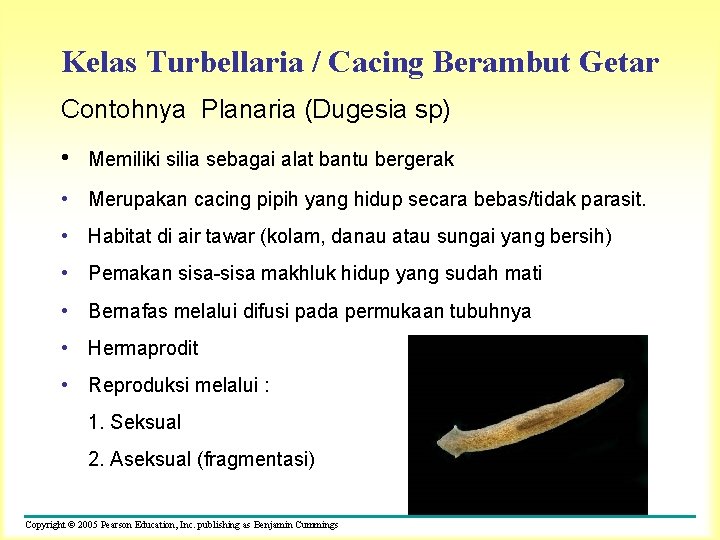 Kelas Turbellaria / Cacing Berambut Getar Contohnya Planaria (Dugesia sp) • Memiliki silia sebagai