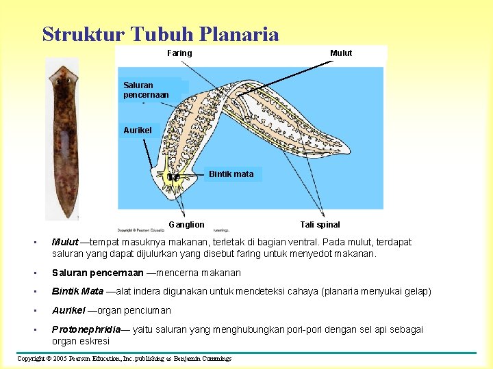 Struktur Tubuh Planaria Mulut Faring Saluran pencernaan Aurikel Bintik mata Ganglion Tali spinal •