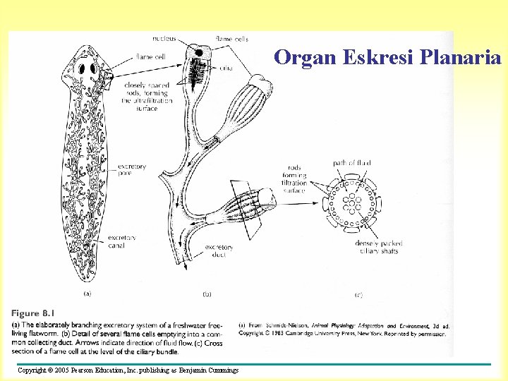 Organ Eskresi Planaria Copyright © 2005 Pearson Education, Inc. publishing as Benjamin Cummings 