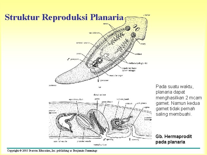 Struktur Reproduksi Planaria Pada suatu waktu, planaria dapat menghasilkan 2 mcam gamet. Namun kedua