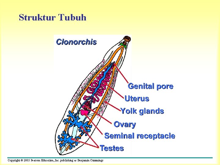 Struktur Tubuh Copyright © 2005 Pearson Education, Inc. publishing as Benjamin Cummings 