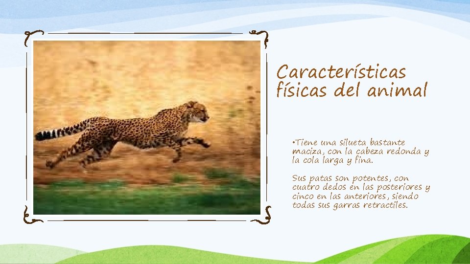 Características físicas del animal • Tiene una silueta bastante maciza, con la cabeza redonda