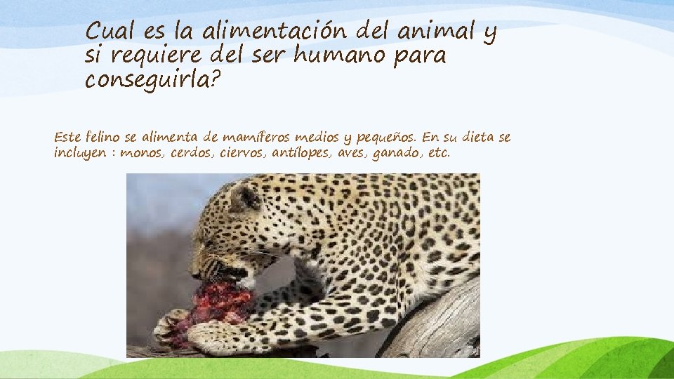 Cual es la alimentación del animal y si requiere del ser humano para conseguirla?