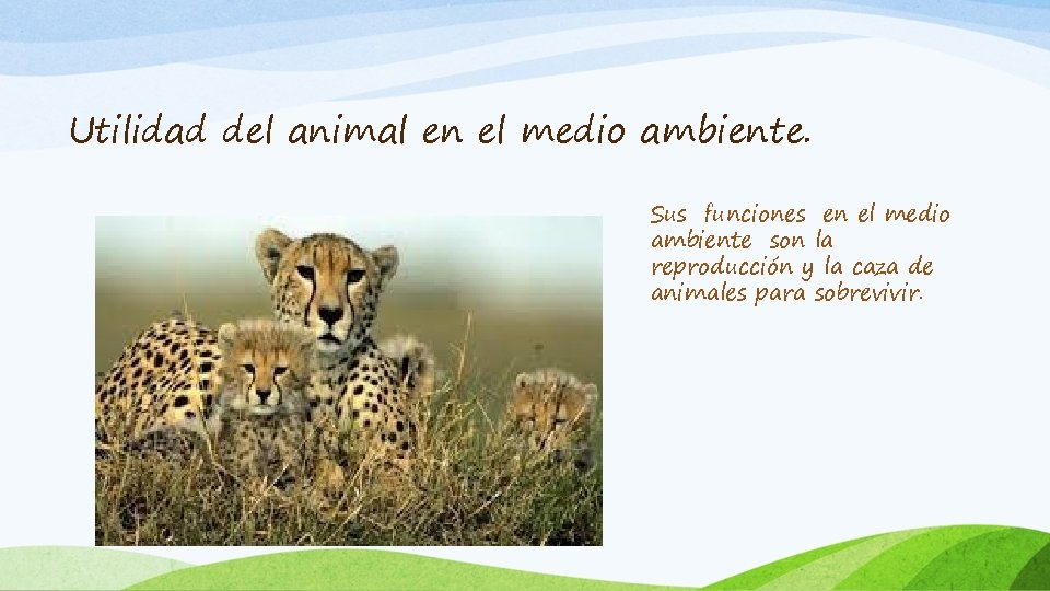 Utilidad del animal en el medio ambiente. Sus funciones en el medio ambiente son