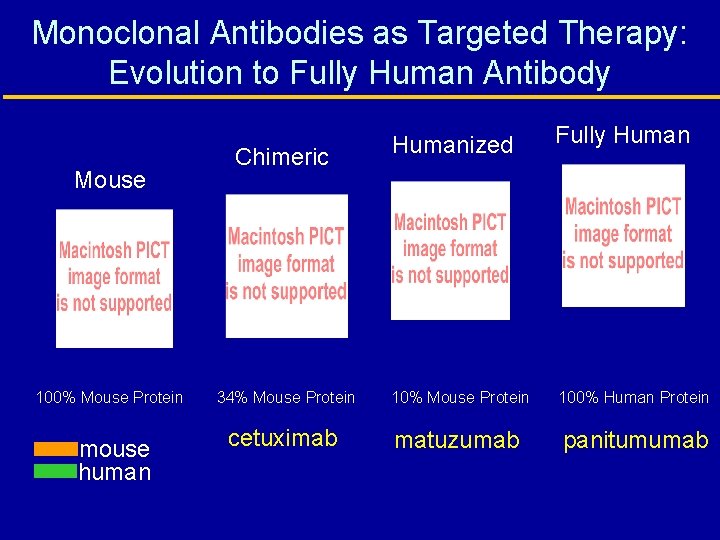 Monoclonal Antibodies as Targeted Therapy: Evolution to Fully Human Antibody Mouse 100% Mouse Protein