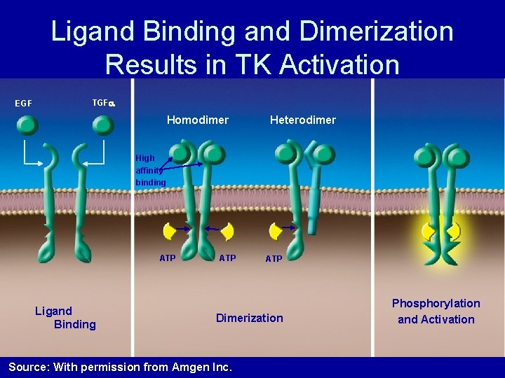 Ligand Binding and Dimerization Results in TK Activation EGF TGF Homodimer Heterodimer High affinity