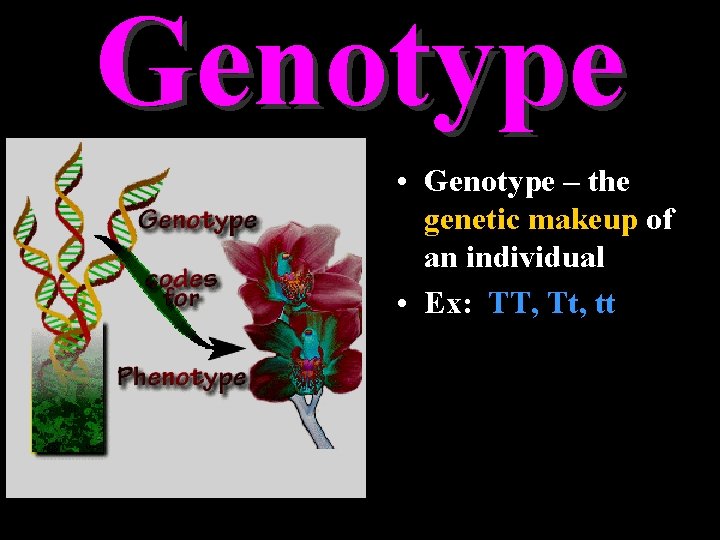 Genotype • Genotype – the genetic makeup of an individual • Ex: TT, Tt,