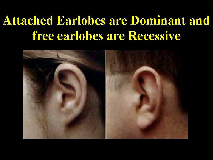 Attached Earlobes are Dominant and free earlobes are Recessive 