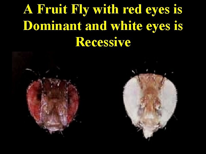 A Fruit Fly with red eyes is Dominant and white eyes is Recessive 