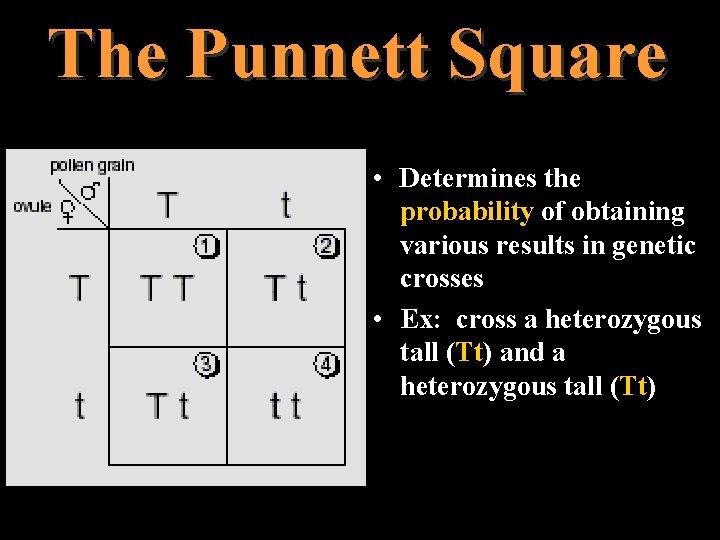 The Punnett Square • Determines the probability of obtaining various results in genetic crosses