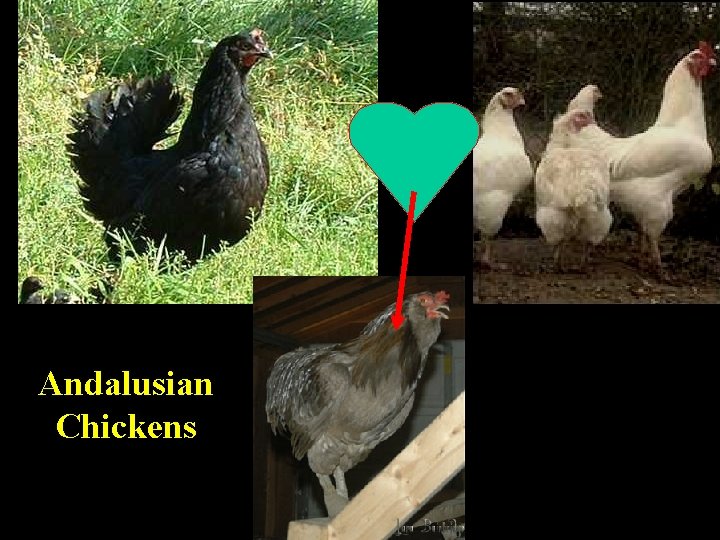 Andalusian Chickens 