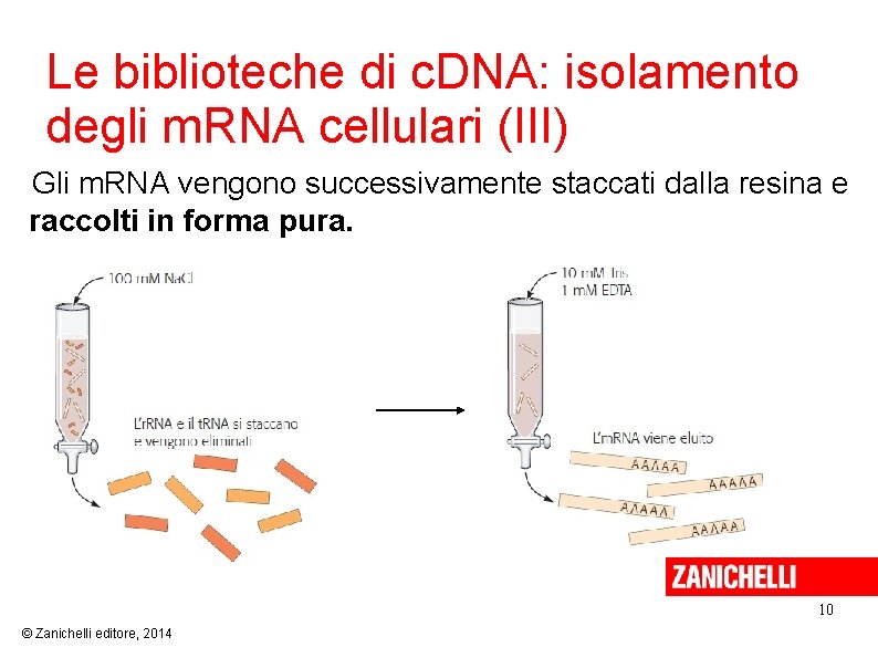 Le biblioteche di c. DNA: isolamento degli m. RNA cellulari (III) Gli m. RNA