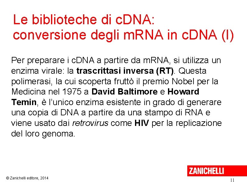 Le biblioteche di c. DNA: conversione degli m. RNA in c. DNA (I) Per