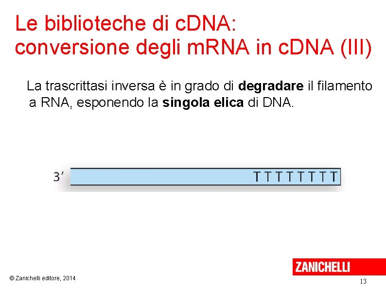 Le biblioteche di c. DNA: conversione degli m. RNA in c. DNA (III) La