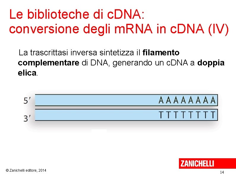 Le biblioteche di c. DNA: conversione degli m. RNA in c. DNA (IV) La