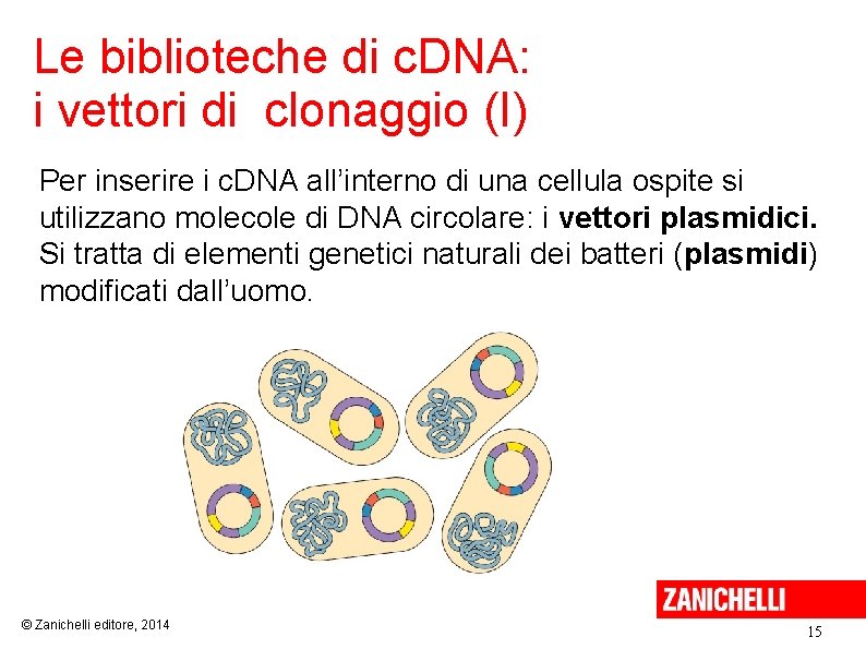 Le biblioteche di c. DNA: i vettori di clonaggio (I) Per inserire i c.