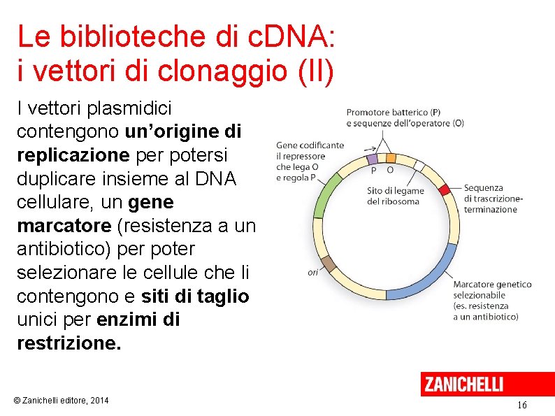 Le biblioteche di c. DNA: i vettori di clonaggio (II) I vettori plasmidici contengono