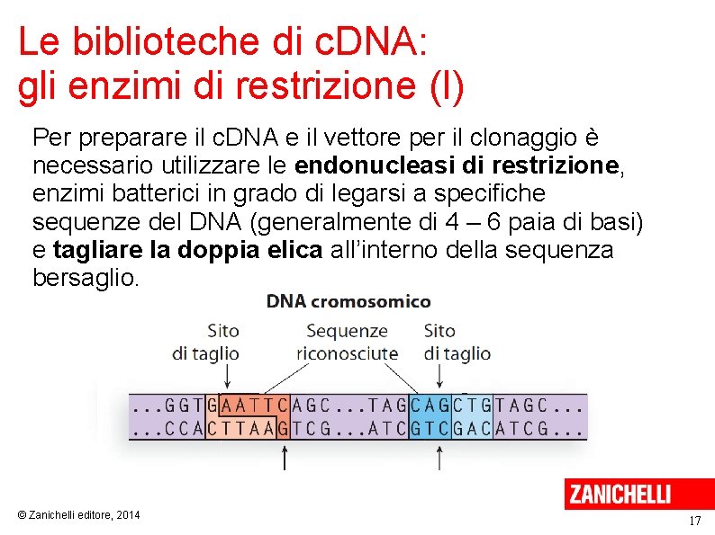 Le biblioteche di c. DNA: gli enzimi di restrizione (I) Per preparare il c.