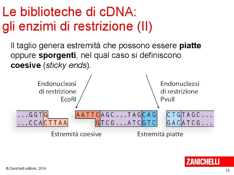 Le biblioteche di c. DNA: gli enzimi di restrizione (II) Il taglio genera estremità