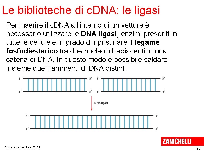 Le biblioteche di c. DNA: le ligasi Per inserire il c. DNA all’interno di