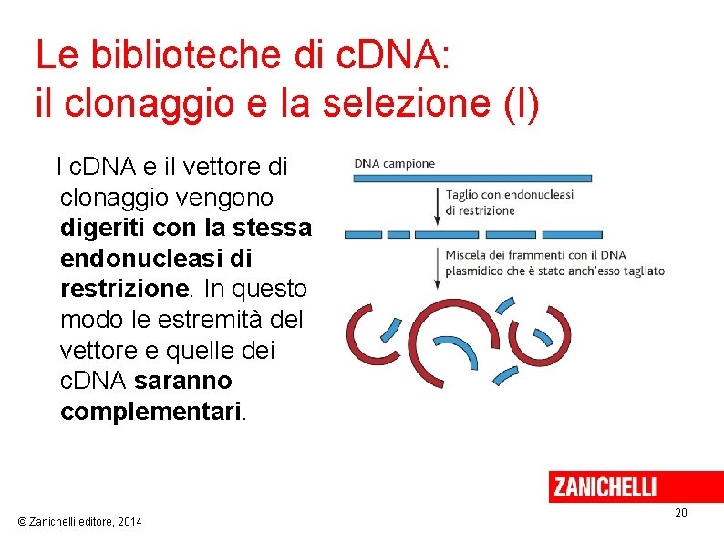 Le biblioteche di c. DNA: il clonaggio e la selezione (I) I c. DNA