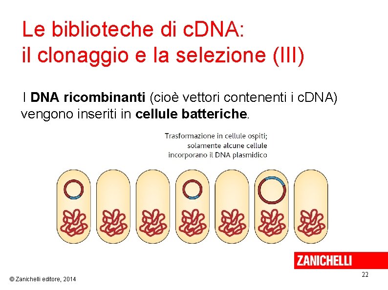 Le biblioteche di c. DNA: il clonaggio e la selezione (III) I DNA ricombinanti
